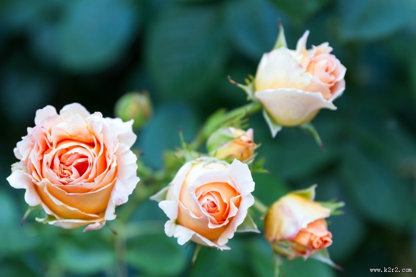 粉色的玫瑰花图片