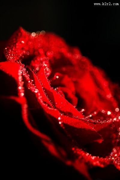 鲜艳的红玫瑰图片大全