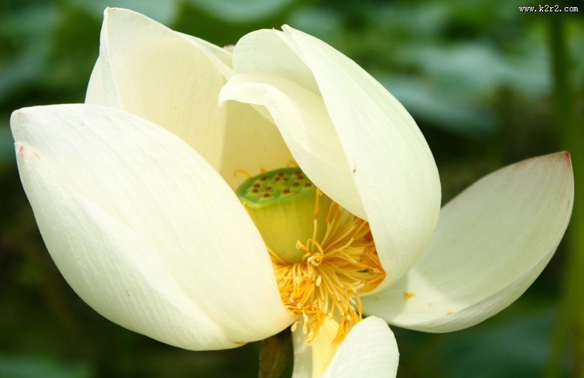 洁白的荷花图片大全