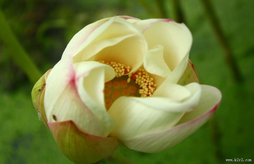 洁白的荷花图片大全