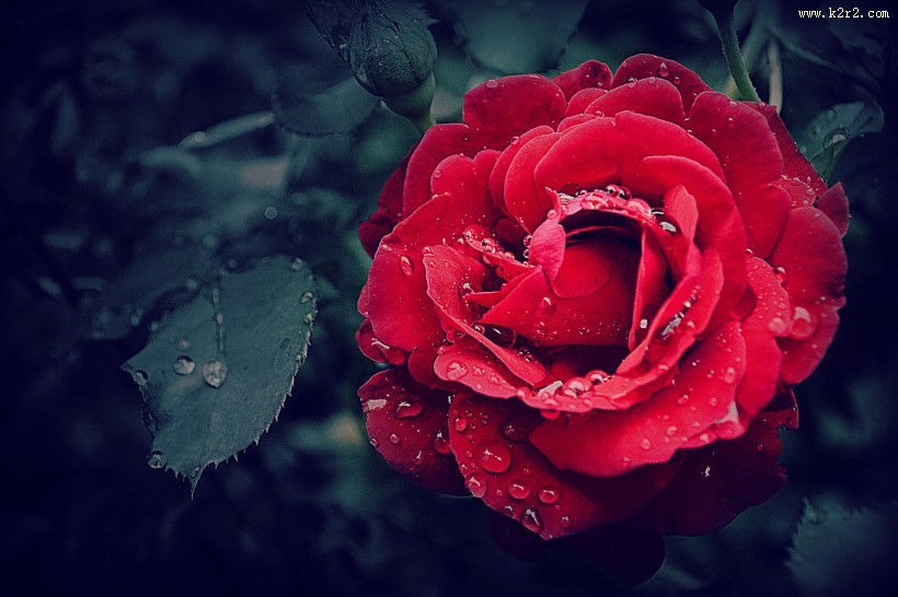 红玫瑰高清图片大全