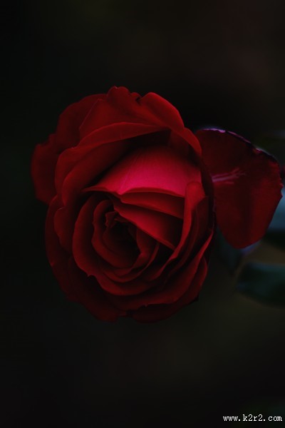 红玫瑰高清图片大全