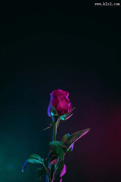 红玫瑰高清图片大全