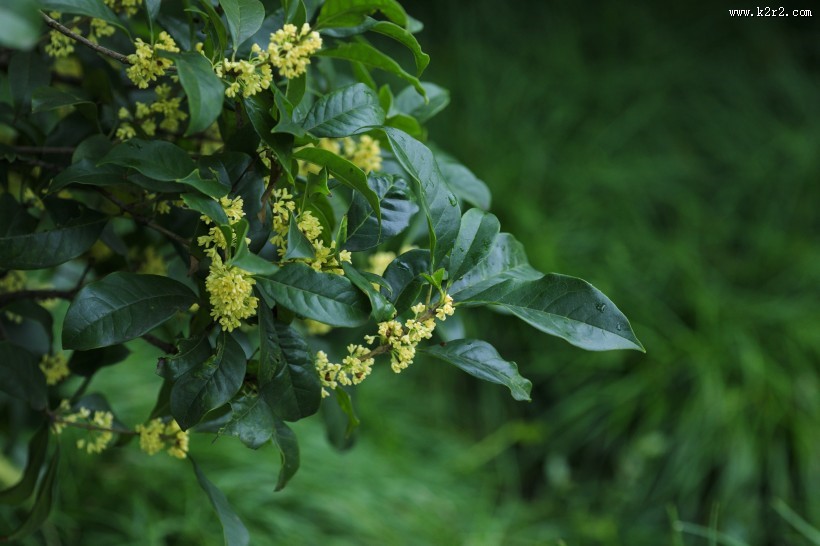 香甜的金色桂花图片