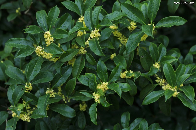 香甜的金色桂花图片