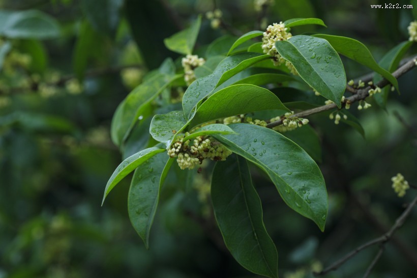 香甜的金色桂花图片