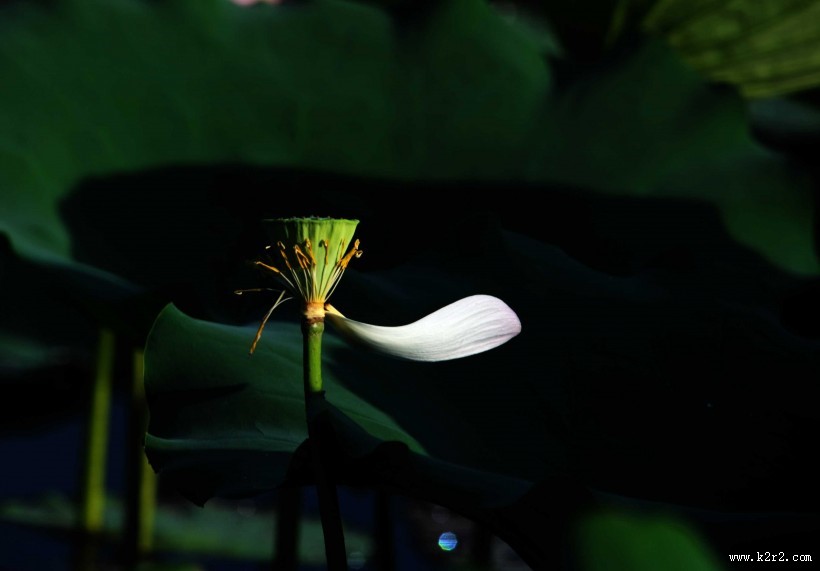 凋零的残荷图片