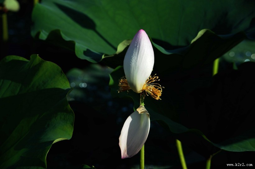 凋零的残荷图片