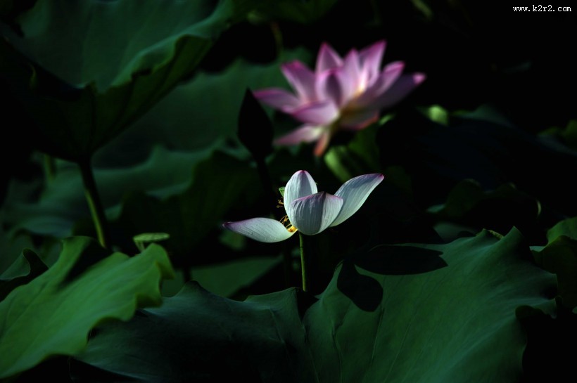 凋零的残荷图片