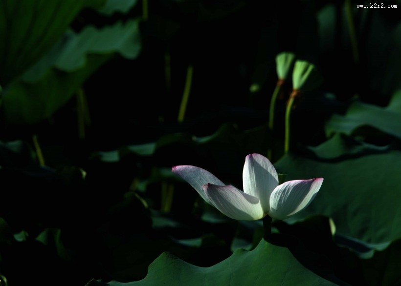 凋零的残荷图片