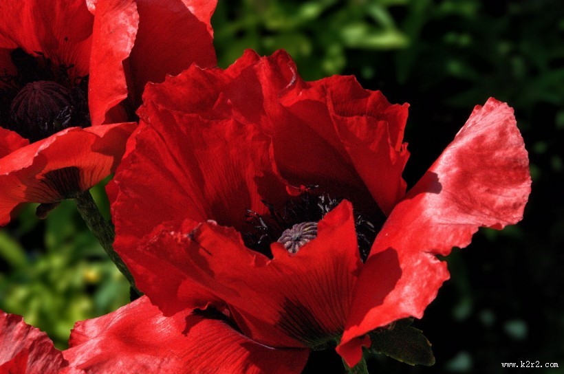力十足的罂粟花图片