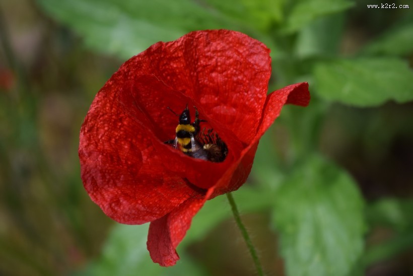 力十足的罂粟花图片
