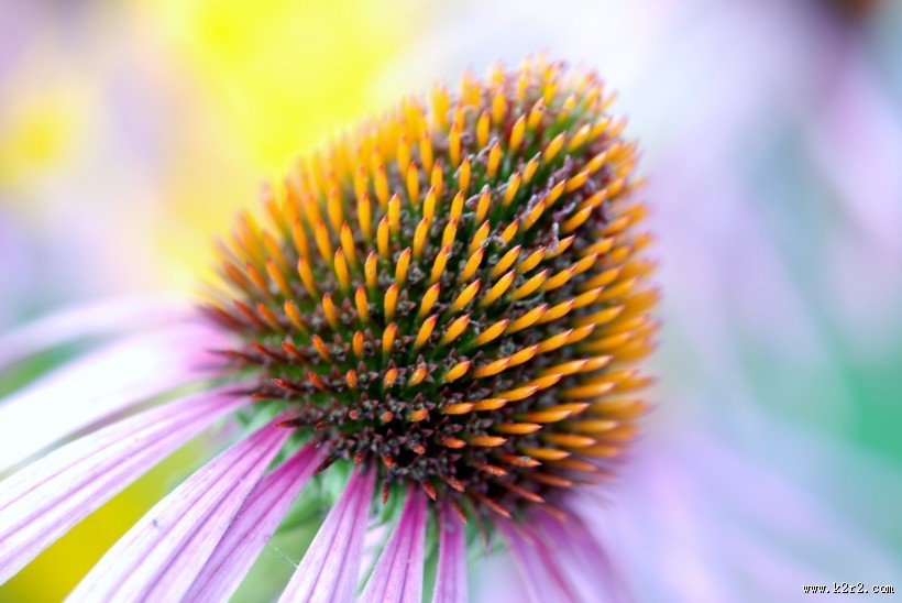漂亮的松果菊图片大全