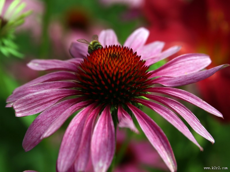 漂亮的松果菊图片大全