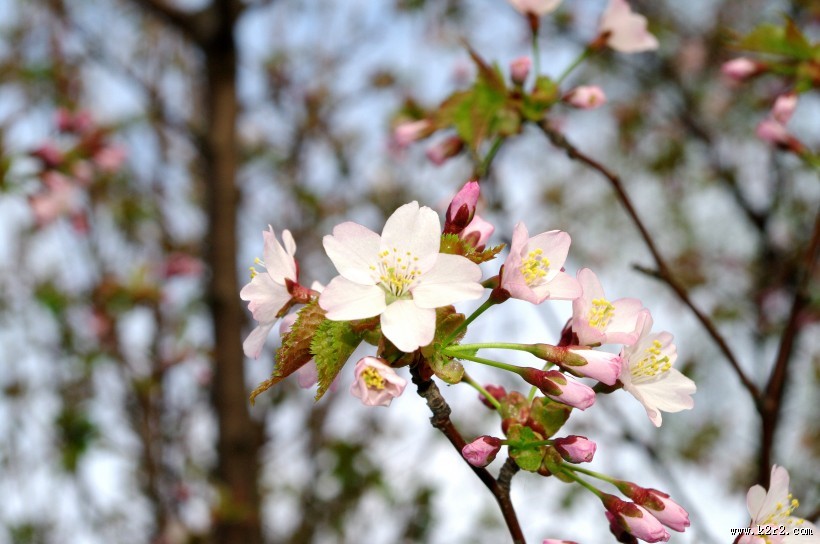 粉艳的樱花图片大全