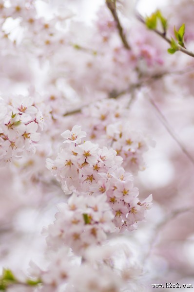 粉艳的樱花图片大全