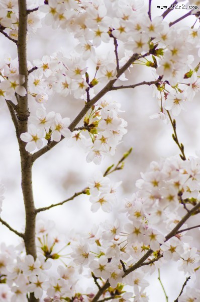 粉艳的樱花图片大全