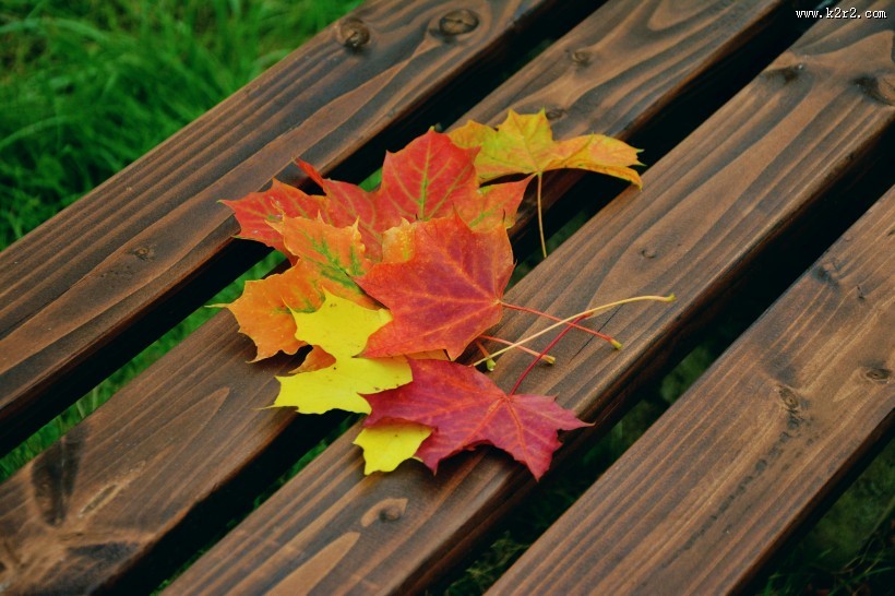 漂亮的树叶图片