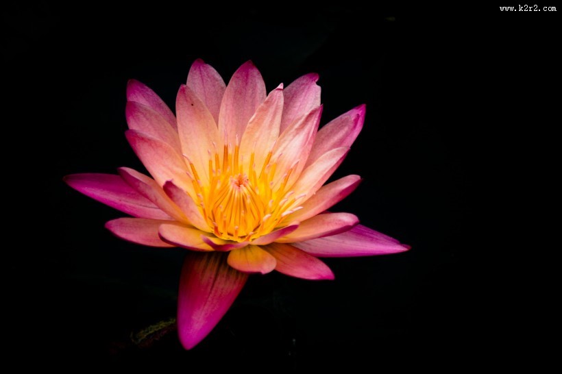 美丽莲花的图片