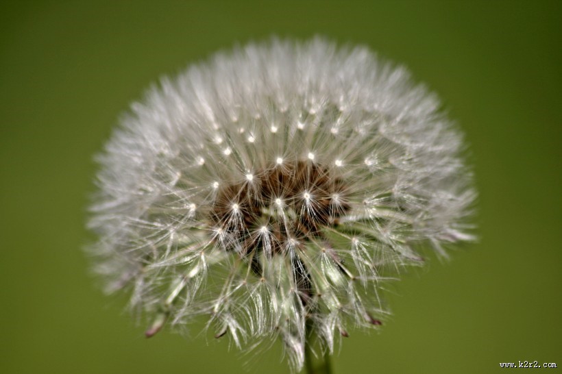 轻盈柔软的蒲公英图片