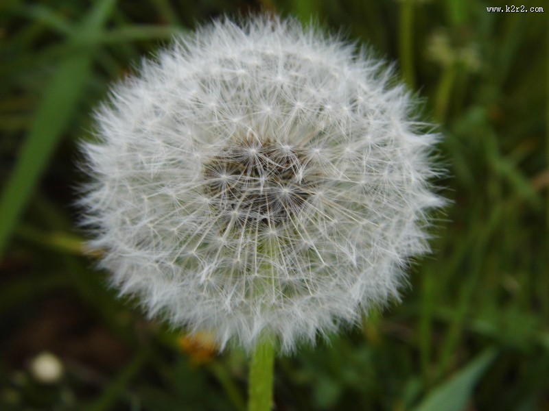 轻盈柔软的蒲公英图片