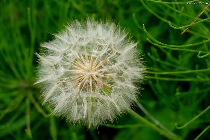 轻盈柔软的蒲公英图片