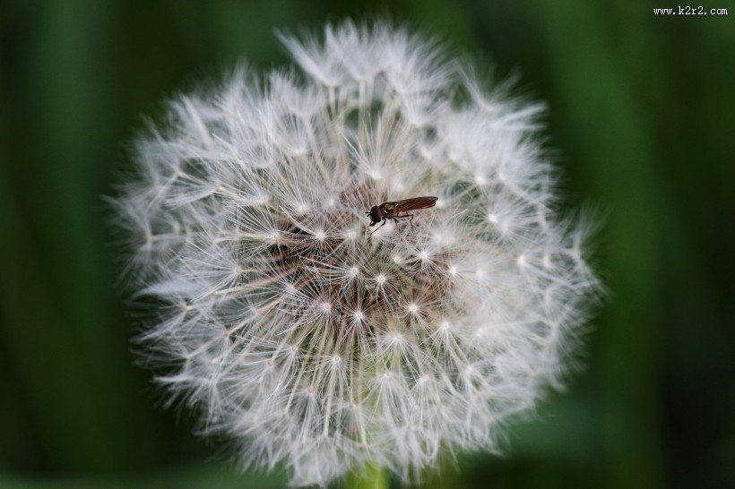 轻盈柔软的蒲公英图片