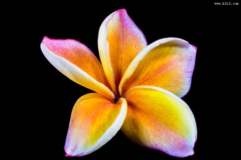 让人怦然心动的鸡蛋花图片