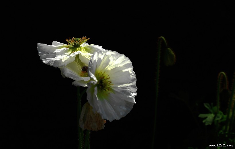 娇艳的虞美人图片