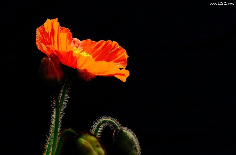 娇艳的虞美人图片