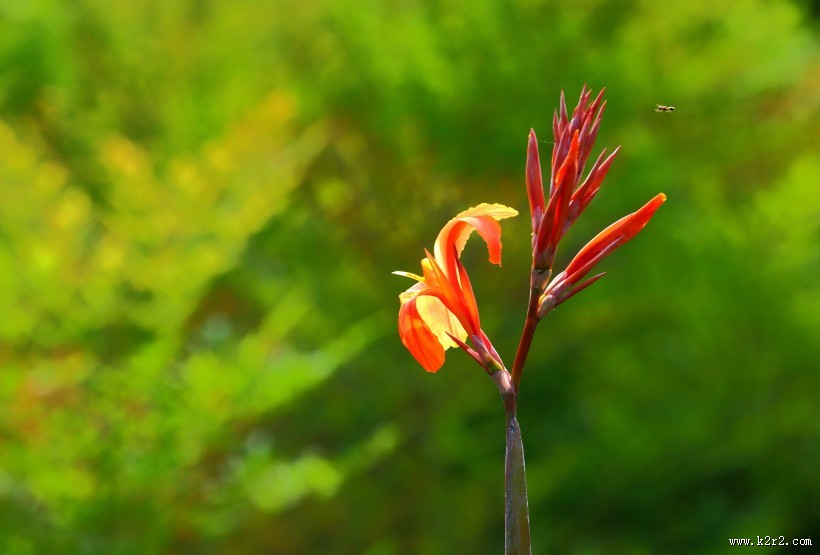 阳光下的美人蕉图片
