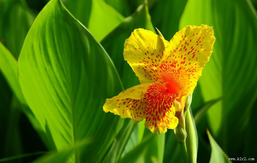 阳光下的美人蕉图片