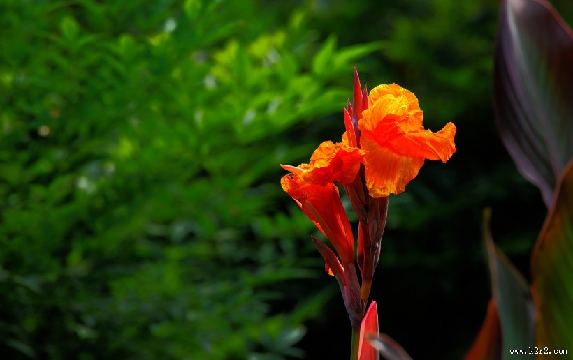 阳光下的美人蕉图片