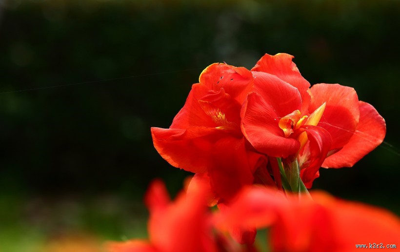 阳光下的美人蕉图片