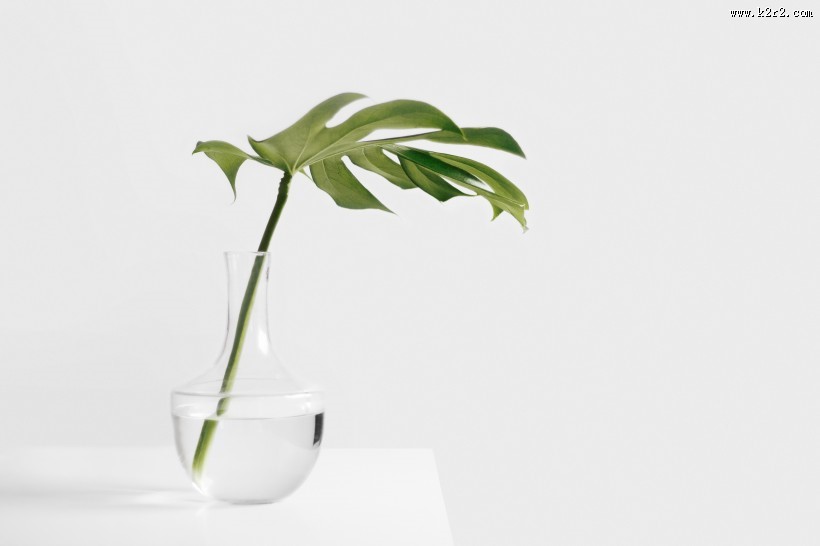 插在花瓶的花的图片大全