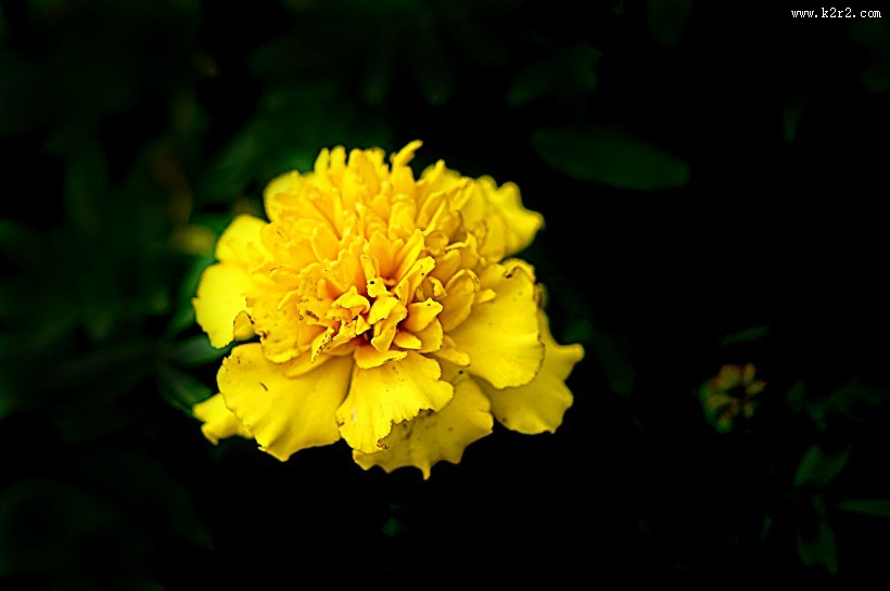 深秋独放的万寿菊图片大全