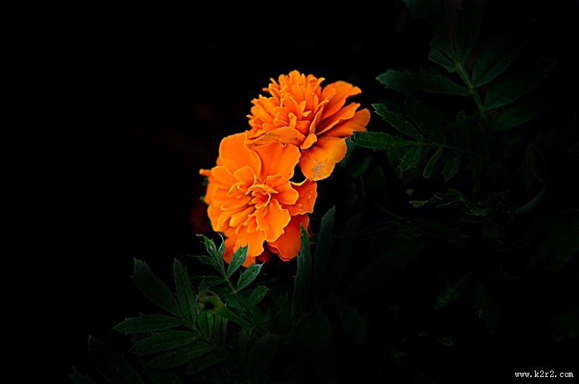 深秋独放的万寿菊图片大全