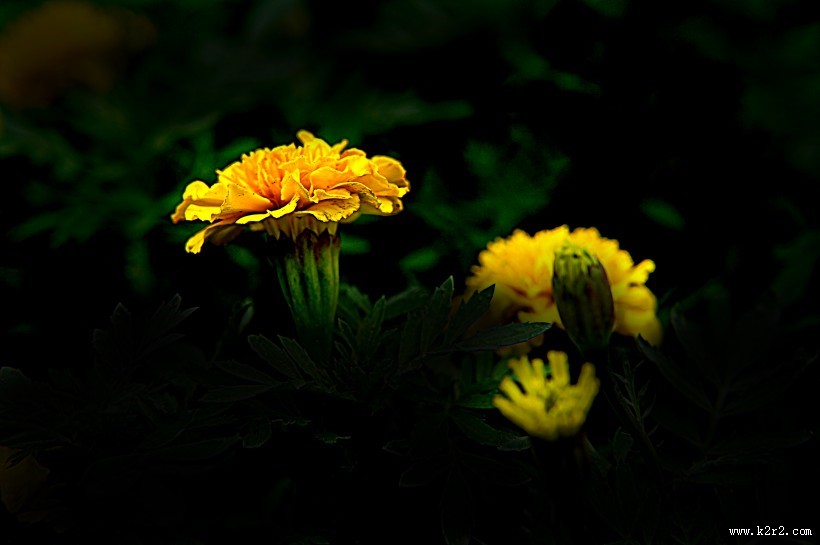 深秋独放的万寿菊图片大全