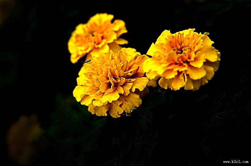 深秋独放的万寿菊图片大全