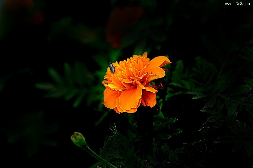 深秋独放的万寿菊图片大全