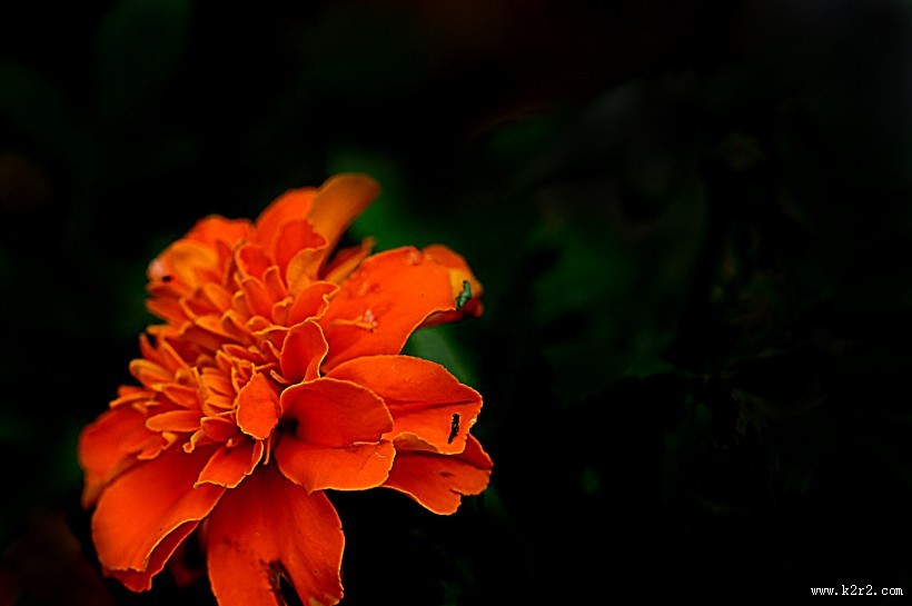 深秋独放的万寿菊图片大全