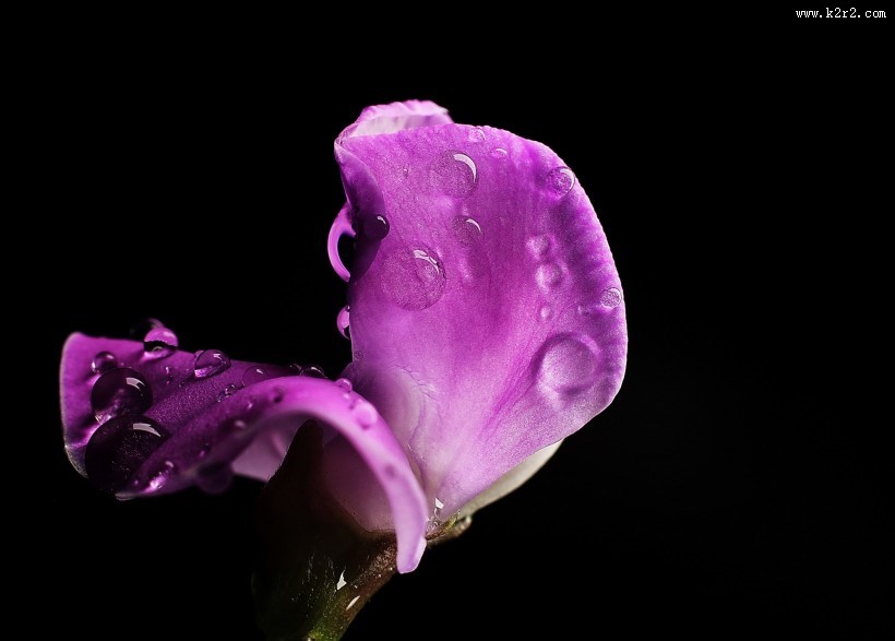 紫红色的扁豆花图片大全