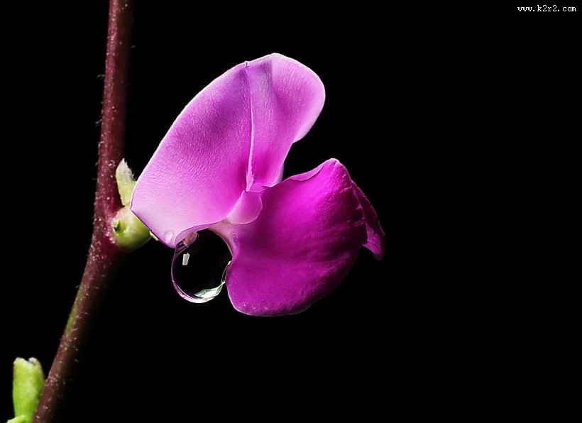 紫红色的扁豆花图片大全