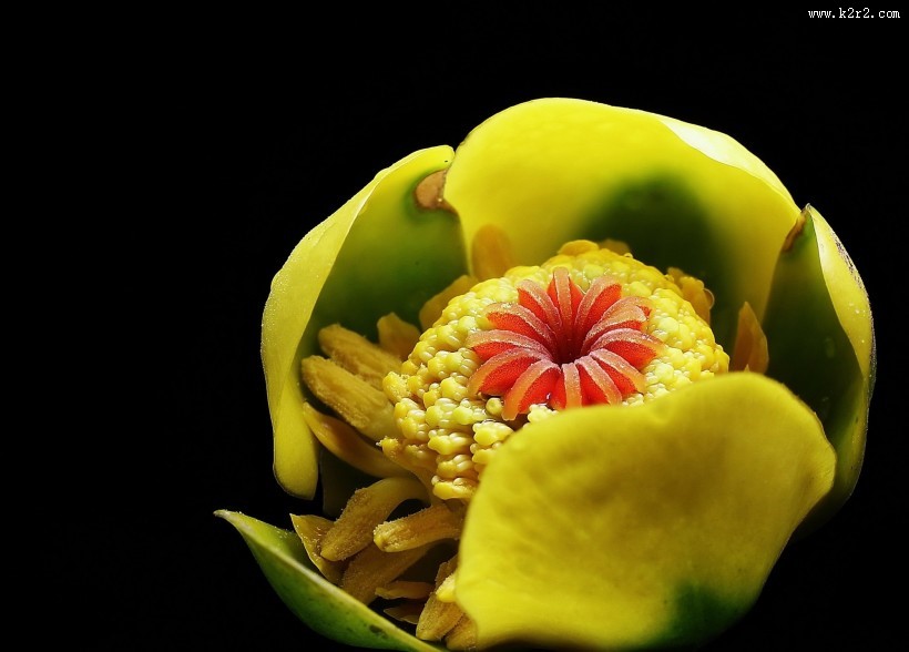 萍蓬草花图片大全