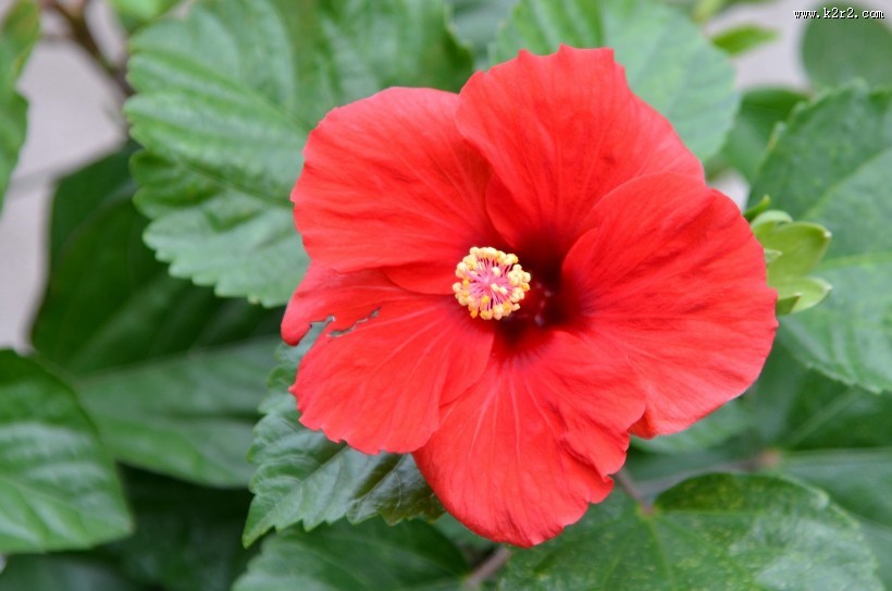 艳丽的朱槿花图片大全