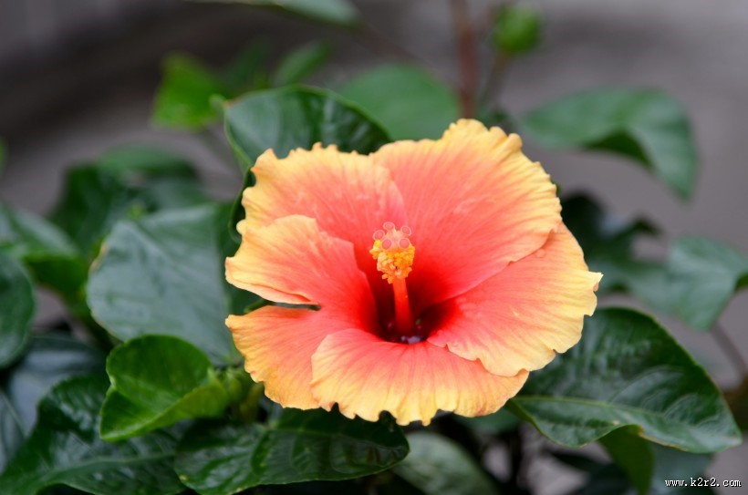 艳丽的朱槿花图片大全