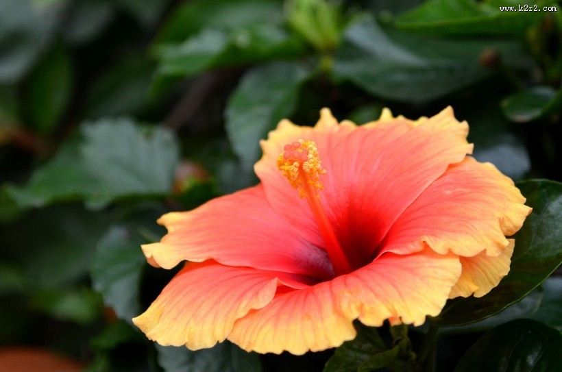 艳丽的朱槿花图片大全