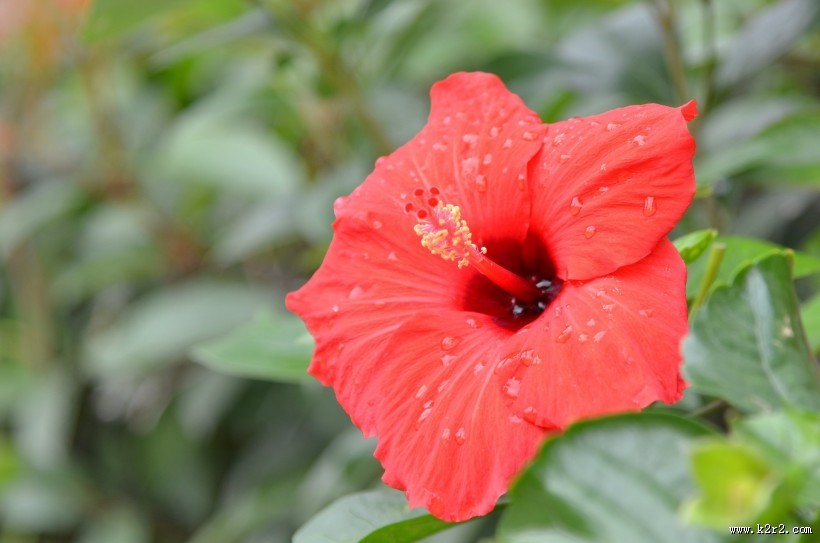 艳丽的朱槿花图片大全