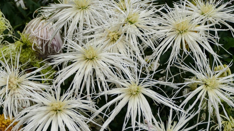 各种颜色的秋季菊花图片大全