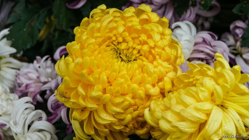 各种颜色的秋季菊花图片大全